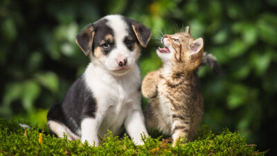 Little tabby kitten playing with little puppy Little tabby kitten playing with little puppy